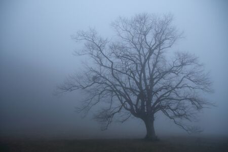 Lonely tree in the mist. Cloudy winter morning.