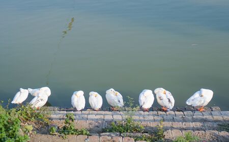 Flock of ducks resting on the stairs near the shore of a lake in India.の写真素材