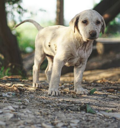 One single starving dog puppy looking at the camera in pet care and stray dogs concept.の写真素材