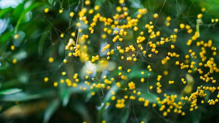 Tiny yellow flowers on an abandoned spider web.の写真素材
