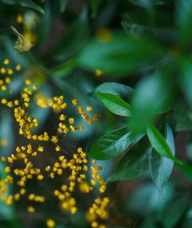 Beautiful green leaves with spider web in the foregroundの写真素材