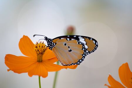 Close up shot of a Monarch butterfly sucking nectar from a Garden marigold or Calendula officinalis...