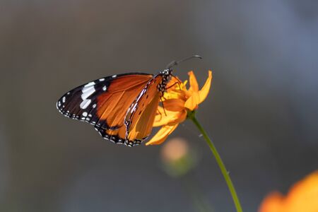Beautiful Monarch Butterfly on flower sucking nectar during the spring break.の写真素材