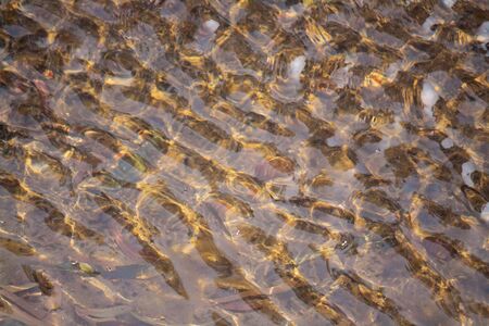 Close up shot of beautiful water surface with golden light reaching the bottom.の写真素材