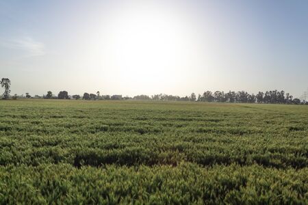 Green agricultural lands in a wide shot with setting sun in the horizon for rural concept.