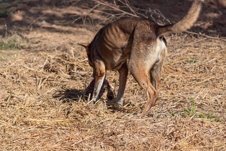 Hind shot of a Stray Dog eating flesh of dead animal in the straw.の写真素材
