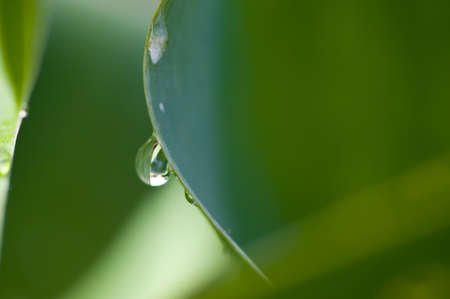 water drops on aplantの写真素材
