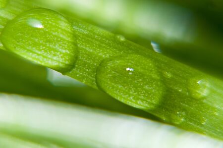 dew drops on a plantの写真素材