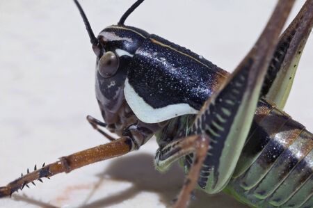 grasshopperの写真素材