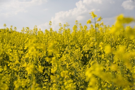 yellow colza at springtimeの写真素材