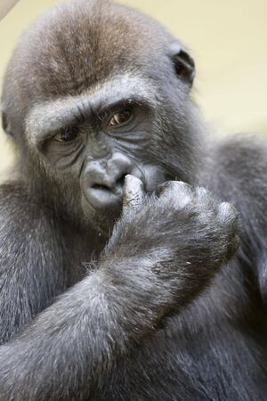 gorilla is thinking aboutの写真素材