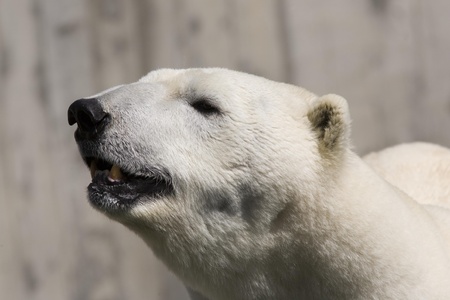 polar bearの写真素材