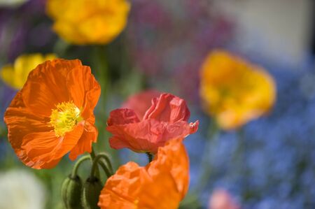 colorful flowers at Meran in springtimeの写真素材
