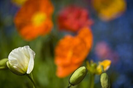 colorful flowers at Meran in springtimeの写真素材