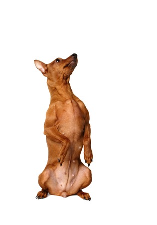 Red Miniature Pinscher obeys  Isolated over whiteの写真素材