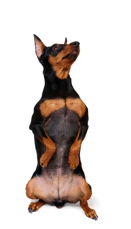 Black Miniature Pinscher sitting vertically with forepaws upの写真素材
