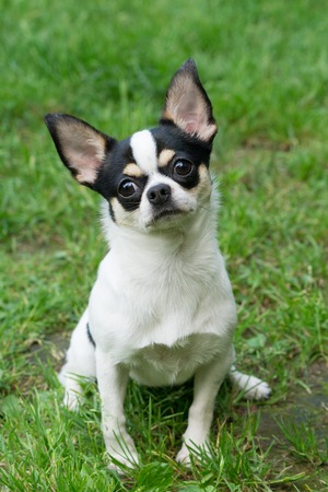 One cute Chihuahua sits on the grassの写真素材