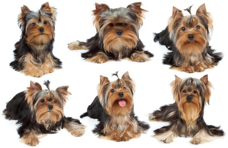 Collection of six cute Yorkshire Terriers over whiteの写真素材