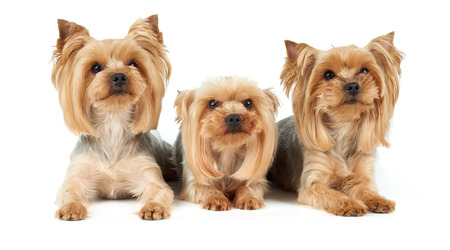 Three Yorkshire Terriers lie on white background. They were washed, got haircut and perfectly groomed before photo shoot.の写真素材