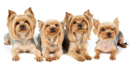 Four Yorkshire Terriers lie on white background. They were washed, got haircut and perfectly groomed before photo shoot.の写真素材