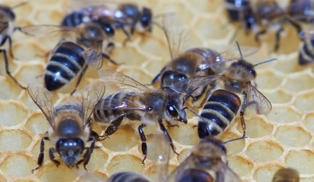 Closeup of worker bees on the honeycomb