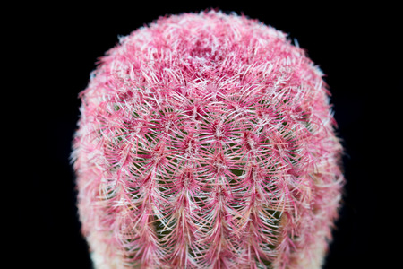 Beautiful cactus with red pins on black background. Echinocereus rigidissimus v.rubispinus.の写真素材