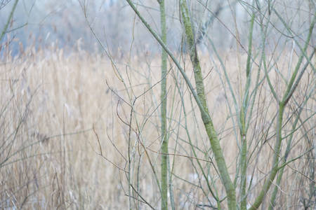 Natural blurry background with shallow depth of field made in springtimeの写真素材