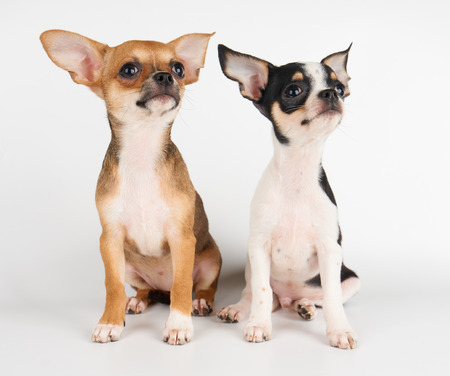 Two amazing puppies of Chihuahua on white backgroundの写真素材