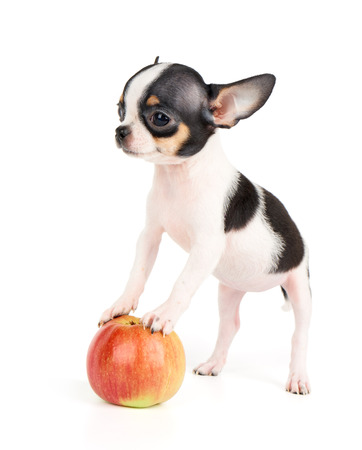 One small puppy of Chihuahua stands on apple isolated on whiteの写真素材