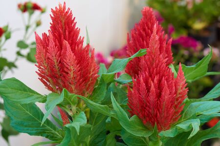 Group of red celosis plants at home
