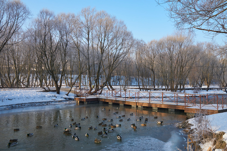 Winter view on the Yauza river and pontoon bridge in Moscow Sviblovo district. Many ducks swim in the river.の写真素材