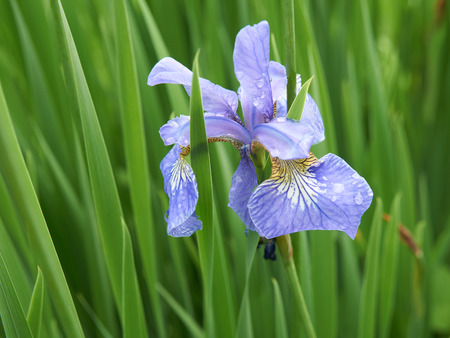 One blue iris on green background of the garden with water drops