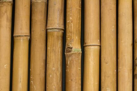 Bamboo Vertical Patternの写真素材