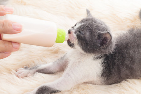 newborn cat drinking milk from the bottleの写真素材