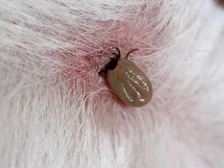Dog Tickの写真素材