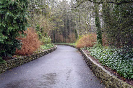 Irish Country Roadの写真素材