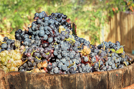 Harvesting grapes: Ripe multi colored grapes inside a bucketの写真素材