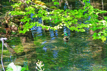 Plitvice Lakes National Park (Plitvicka Jezera), Lika-Senj, Croatiaの写真素材