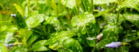 dew on the macro leafの写真素材