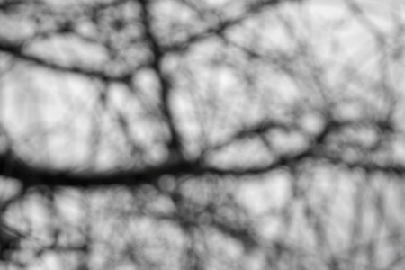 blurred forest abstract background
