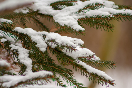 Close up of snow on the branches of spruce