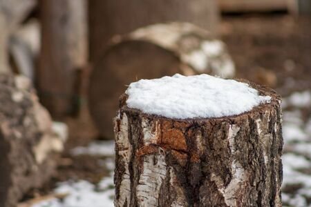 A piece of birch covered with white snowの写真素材