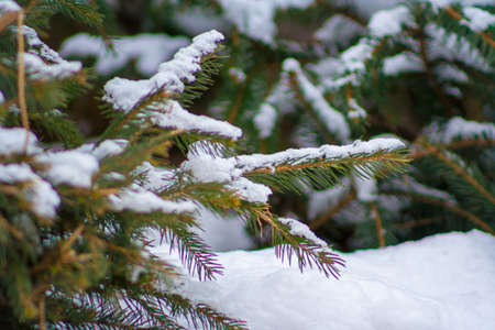 Close up of snow on the branches of spruceの写真素材