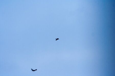 flying birds on a background of blue skyの写真素材