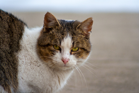 close up cat with yellow eyes lying on concrete in winterの写真素材