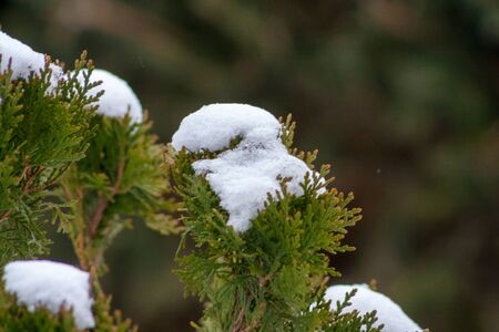 snow on branches of coniferous treeの写真素材