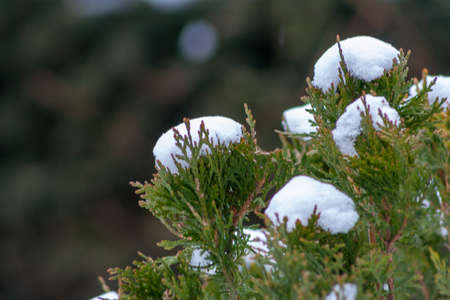 snow on branches of coniferous treeの写真素材