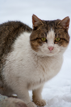 close-up of a cat with beautiful eyes on a white background in winterの写真素材