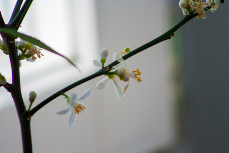 macro of mandarin flowersの写真素材