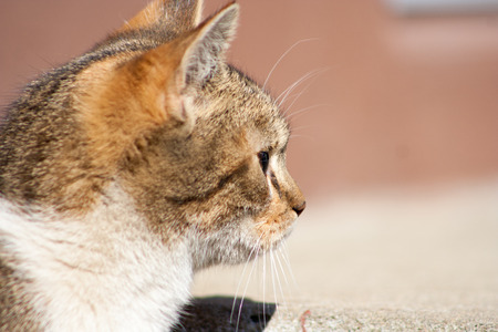 macro head of a small catの写真素材